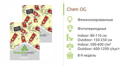 Chem OG от Female Seeds