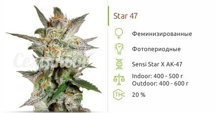 Star 47 от World of Seeds
