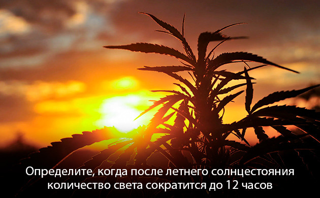 Сативы: не подходят для российского климата