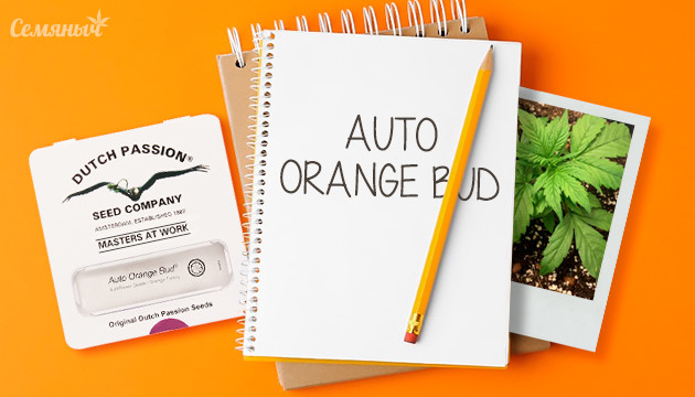 Гроурепорт сорта марихуаны Auto Orange Bud