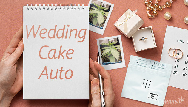 Выращивание сорта конопли Wedding Cake Auto в индоре
