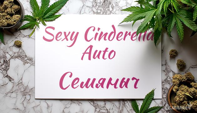 Гроурепорт сорта конопли Sexy Cinderella Auto от Семяныча