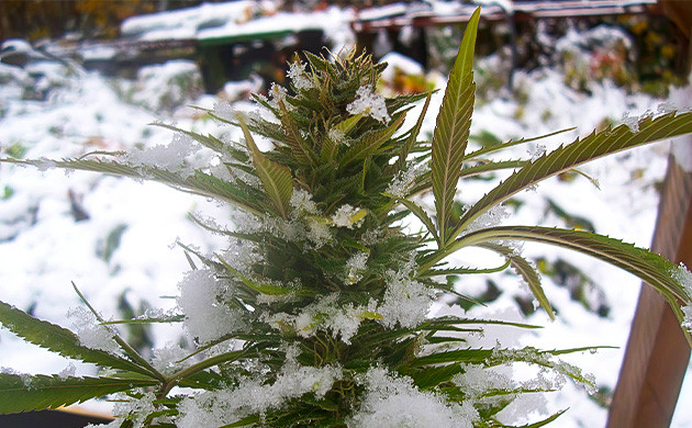 Температурный стресс растений конопли