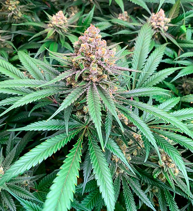 Куст Gorilla Glue #4 на 16 неделе выращивания