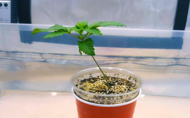 Не ровный стебель у ростка 