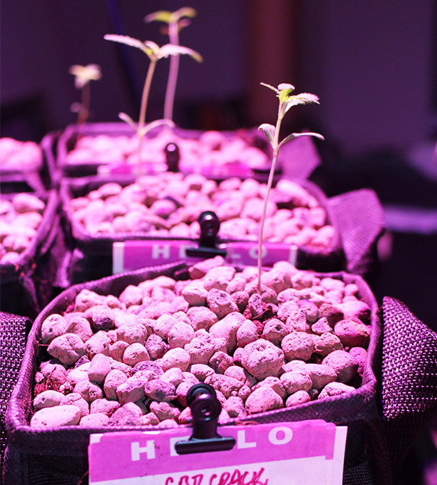 Росток на тонком стебле