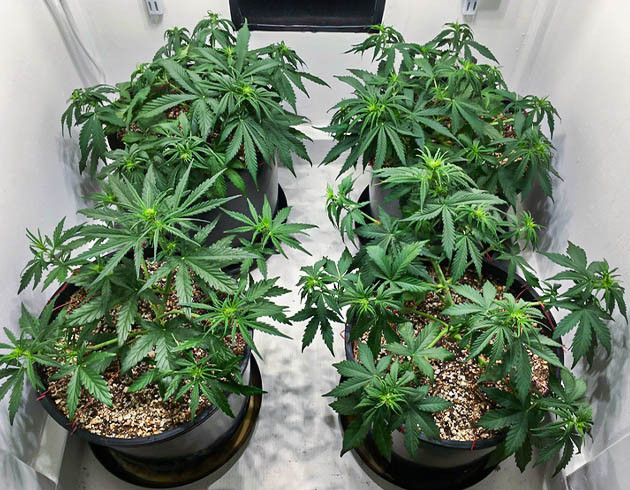 Появление точек роста шишек