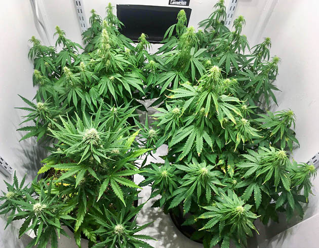 Бутоны с белыми стигмами на кустах конопли