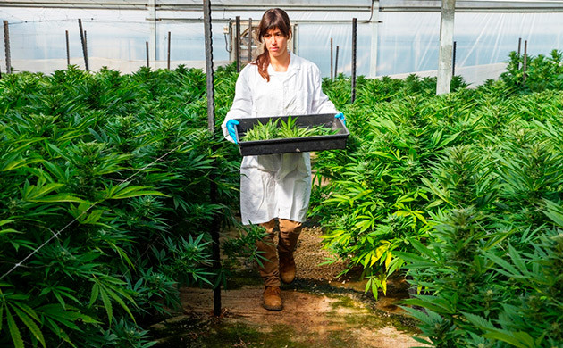 Израильские канна-фермы