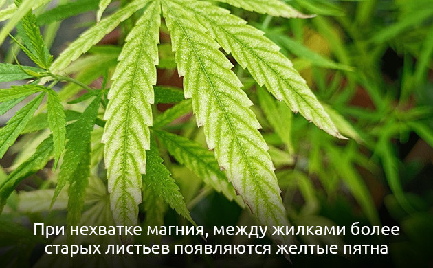 Влияние недостатка магния на коноплю