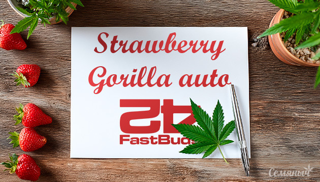 Гроурепорт сорта Strawberry Gorilla Auto от FastBuds