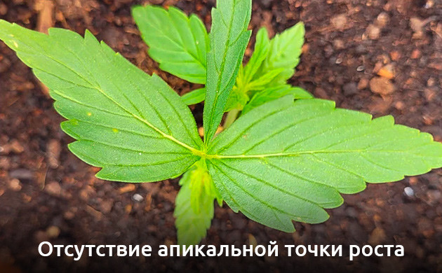Отсутствие апикальной точки роста