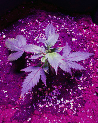 Росток White Widow