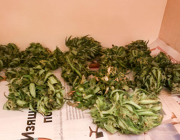 Сушка/пролечка и впечатление от выращивания автоцвета Харвест Kali Mist Auto