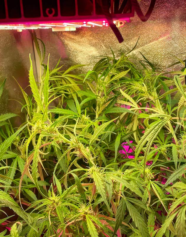 Куст Strawberry Banana Auto ростом 180 см