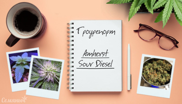 Гроурепорт сорта конопли Amherst Sour Diesel