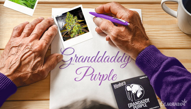 Гроурепорт сорта марихуаны Grandaddy Purple