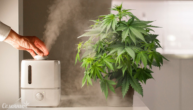 Увлажнение конопли