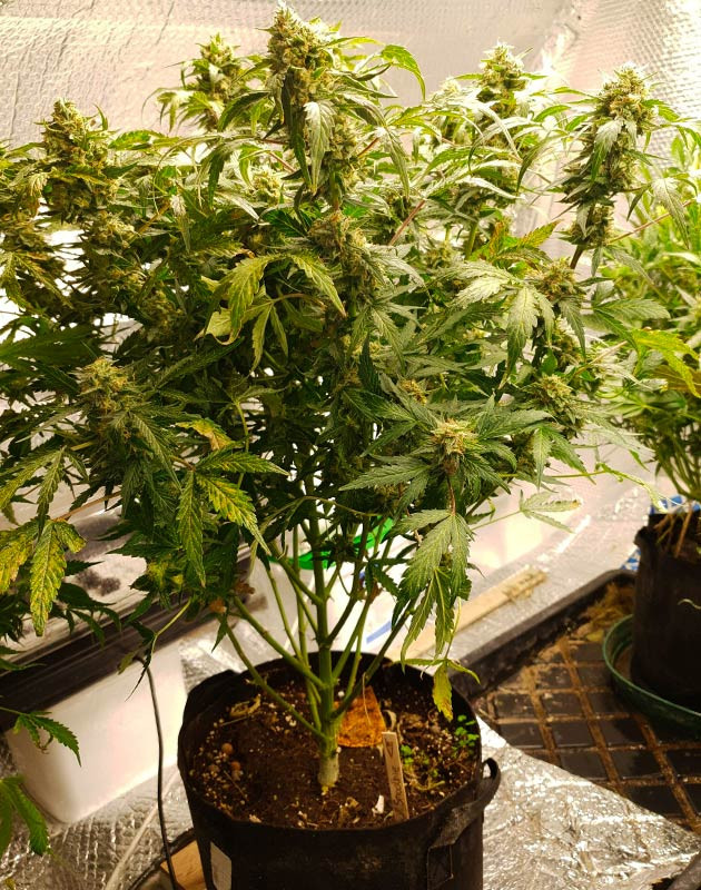 Соцветия покрывающие ветви куста