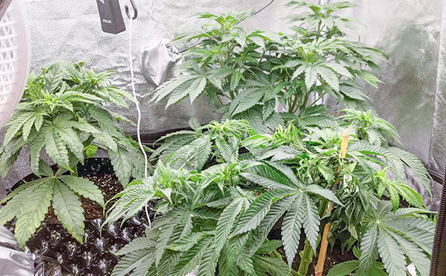 Сломанная ветка: неприятность на пути Lemon Tree