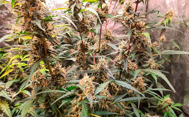 Выращивание сорта марихуаны Johnny Cage Auto