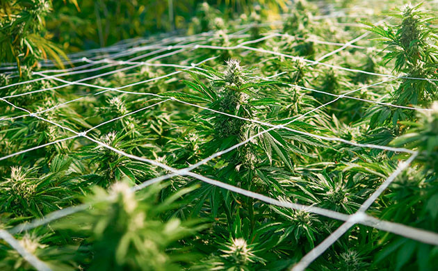 Методы тренировки каннабиса для повышения урожайности