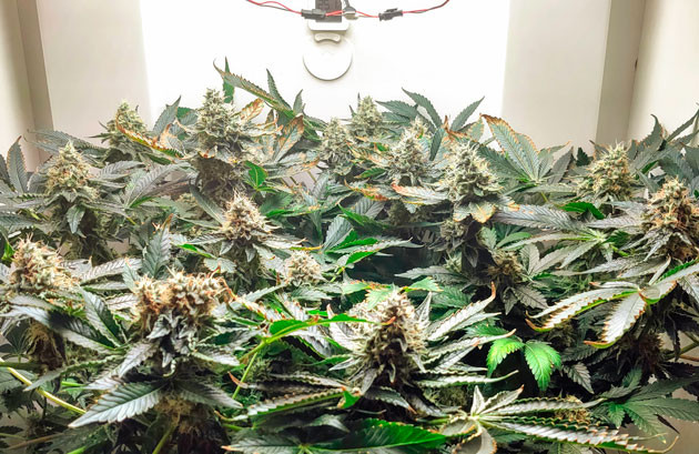 Girl Scout Cookies ростом 25 см от макушки