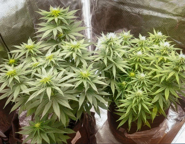 Неравномерное развитие кустов марихуаны Куст конопли на 8 неделе роста