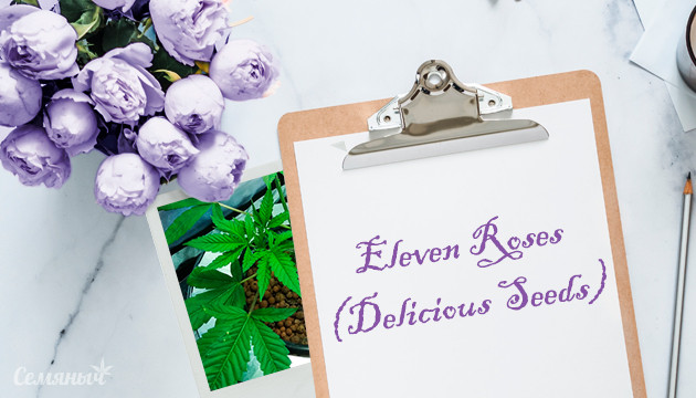 Выращивание сорта Eleven Roses