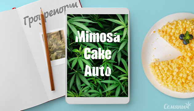 Выращивание сорта Mimosa Cake Auto