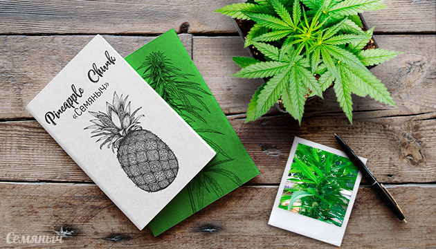 Выращивание сорта конопли Pineapple Chunk в аутдоре