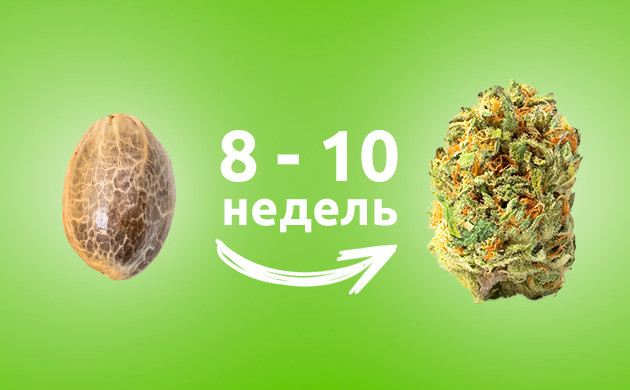 Срок созревания автоцветов