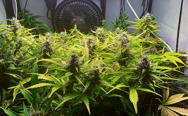 Кусты каннабиса с пожелтевшими шишками