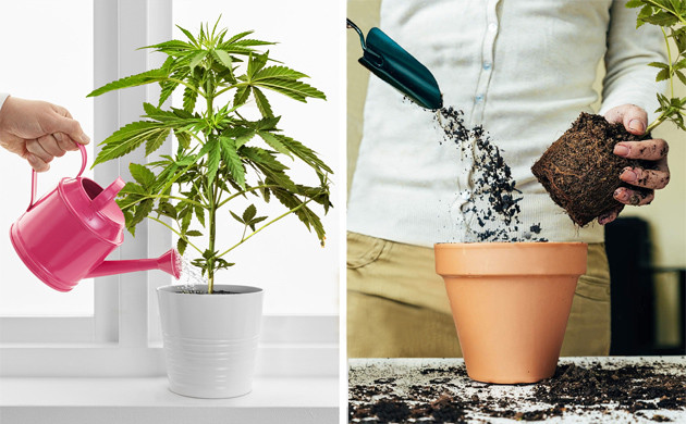 Подготовка старого горшка для выращивания каннабиса