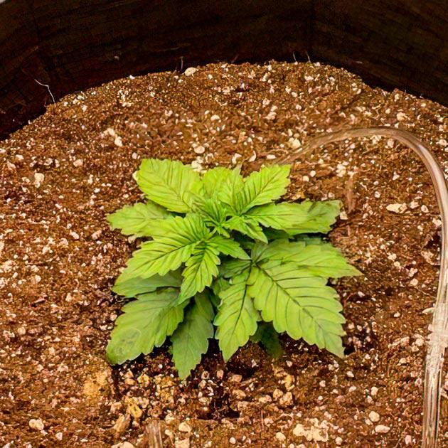 Вегетирующий куст каннабиса в условиях низкой влажности