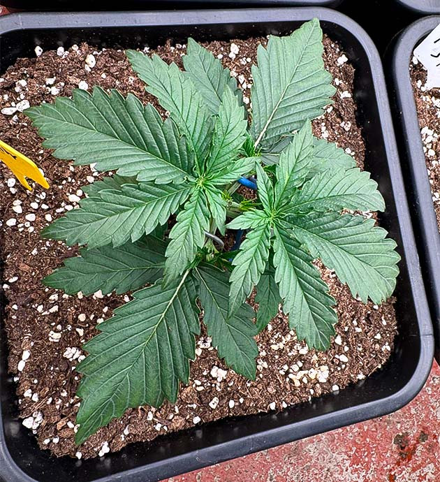 Растишка Strawberry Gorilla Auto на 2 неделе выращивания