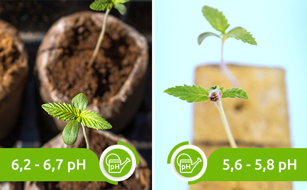 Оптимальный показатель pH в почве и инертном субстрате