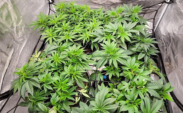 Кусты на 6 неделе выращивания