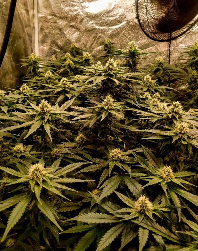 Установка дополнительного вентилятора Цветущие кусты Gelato от Семяныча