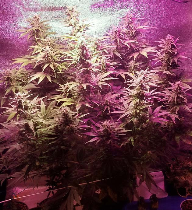 Стимуляция цветения куста Purple Juice Auto