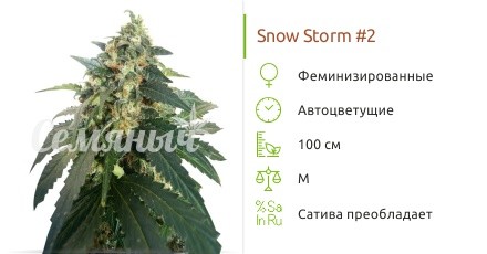 Snow Storm #2 auto fem от Dutch Passion