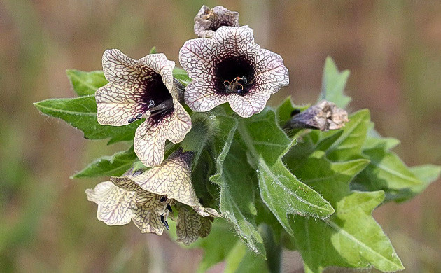 Белена черная