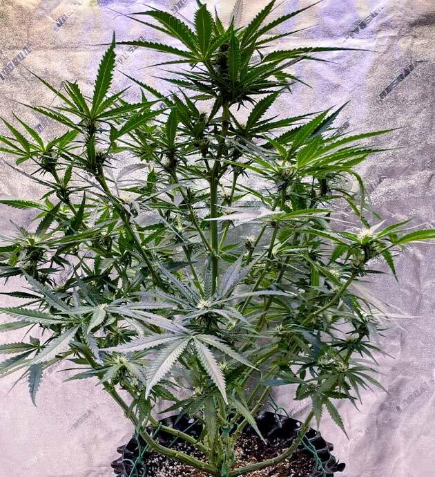 Соцветия конопли на стадии набора массы