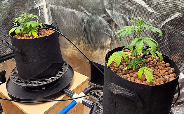 Кусты в тканевых горшках