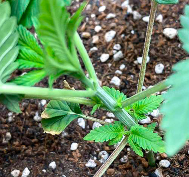 Каннабис ростом 22 см