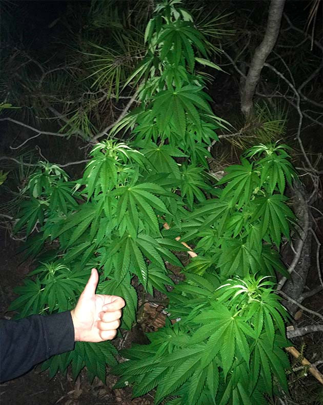 Здоровый крепкий куст конопли