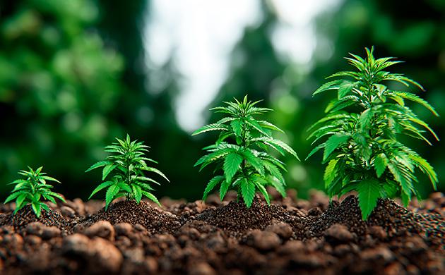 Ауксины – архитекторы роста