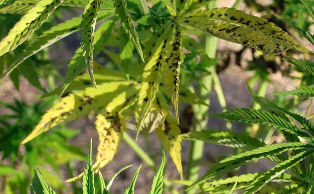 Черные пятна на листьях конопли