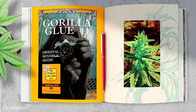 Гроурепорт сорта конопли Gorilla Glue #4