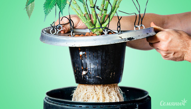 Конопля и гидропоника